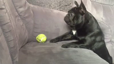 frenchie-can't-reach-ball