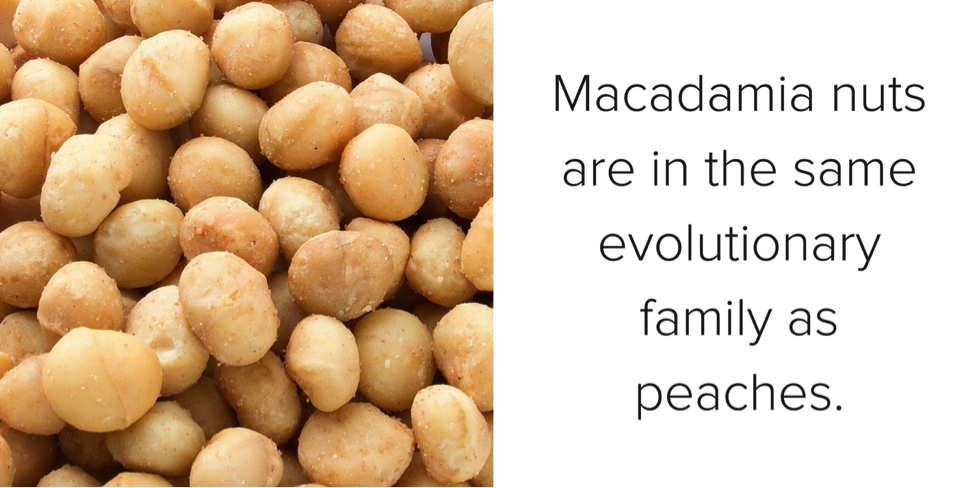 macadamia-nuts-experiment